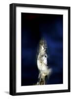 Wolf-null-Framed Photographic Print