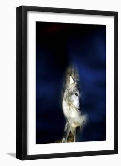 Wolf-null-Framed Photographic Print