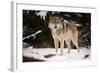 Wolf-null-Framed Photographic Print