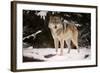 Wolf-null-Framed Photographic Print