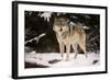 Wolf-null-Framed Photographic Print