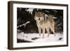 Wolf-null-Framed Photographic Print