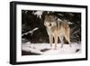 Wolf-null-Framed Photographic Print