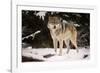 Wolf-null-Framed Photographic Print