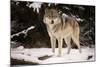 Wolf-null-Mounted Photographic Print