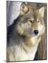 Wolf-null-Mounted Photographic Print