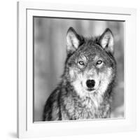 Wolf-null-Framed Photographic Print