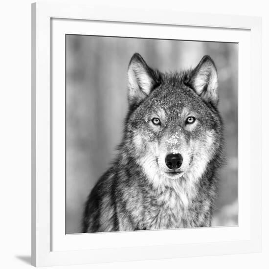 Wolf-null-Framed Photographic Print