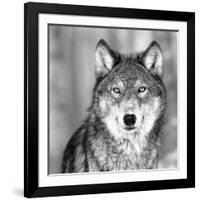 Wolf-null-Framed Photographic Print