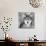 Wolf-null-Mounted Photographic Print displayed on a wall