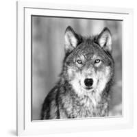 Wolf-null-Framed Photographic Print