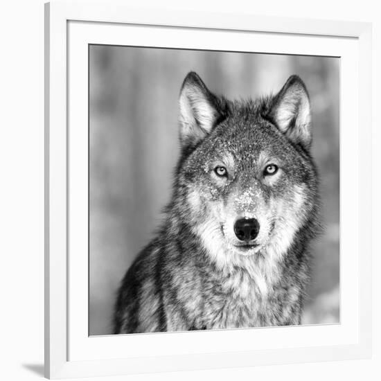 Wolf-null-Framed Photographic Print