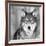 Wolf-null-Framed Photographic Print