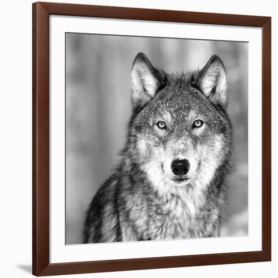 Wolf-null-Framed Photographic Print