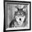 Wolf-null-Framed Photographic Print