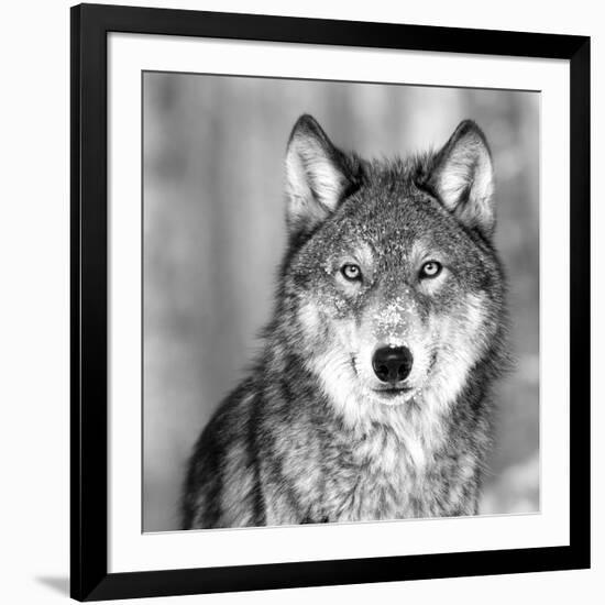 Wolf-null-Framed Photographic Print