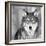 Wolf-null-Framed Photographic Print