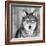 Wolf-null-Framed Photographic Print