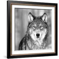 Wolf-null-Framed Photographic Print