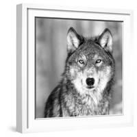 Wolf-null-Framed Photographic Print