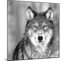 Wolf-null-Mounted Photographic Print