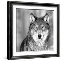 Wolf-null-Framed Photographic Print