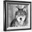 Wolf-null-Framed Photographic Print