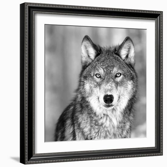 Wolf-null-Framed Photographic Print