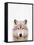 Wolf-Tai Prints-Framed Stretched Canvas