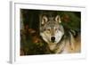 Wolf-null-Framed Photographic Print