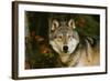 Wolf-null-Framed Photographic Print