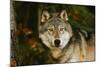 Wolf-null-Mounted Photographic Print