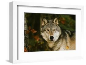 Wolf-null-Framed Photographic Print