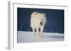 Wolf-null-Framed Photographic Print