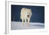 Wolf-null-Framed Photographic Print