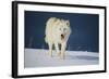 Wolf-null-Framed Photographic Print