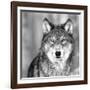 Wolf-null-Framed Giclee Print