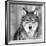 Wolf-null-Framed Giclee Print