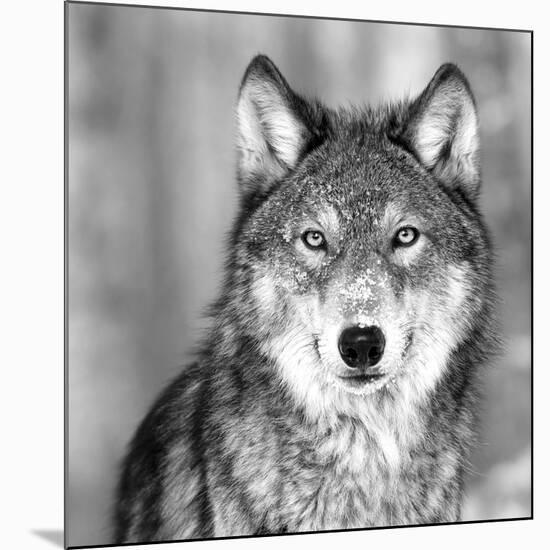 Wolf-null-Mounted Giclee Print