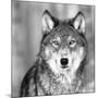 Wolf-null-Mounted Giclee Print