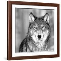 Wolf-null-Framed Giclee Print