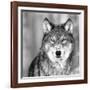 Wolf-null-Framed Giclee Print