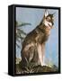 Wolf-English School-Framed Stretched Canvas