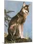 Wolf-English School-Mounted Giclee Print