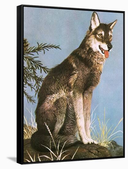 Wolf-English School-Framed Stretched Canvas