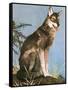 Wolf-English School-Framed Stretched Canvas