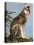 Wolf-English School-Stretched Canvas