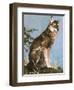 Wolf-English School-Framed Giclee Print