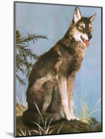 Wolf-English School-Mounted Giclee Print