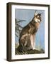 Wolf-English School-Framed Giclee Print